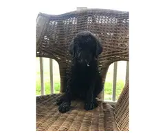One male standard poodle puppy to be re-homed as a pet - 8