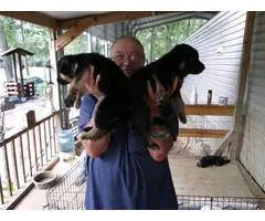 5 weeks old  Full-blooded AKC German Shepherd Puppies for sale