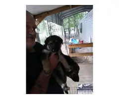 5 weeks old  Full-blooded AKC German Shepherd Puppies for sale - 3