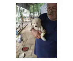 5 weeks old  Full-blooded AKC German Shepherd Puppies for sale - 5