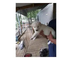 5 weeks old  Full-blooded AKC German Shepherd Puppies for sale - 6
