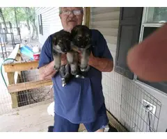 5 weeks old  Full-blooded AKC German Shepherd Puppies for sale - 7
