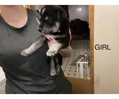 10 Shepsky puppies looking for new homes