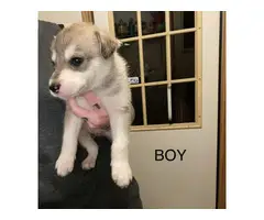 10 Shepsky puppies looking for new homes - 2