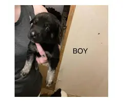 10 Shepsky puppies looking for new homes - 6
