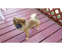 Male Pomeranian puppy looking for his forever home - 2