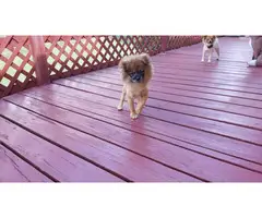 Male Pomeranian puppy looking for his forever home - 3