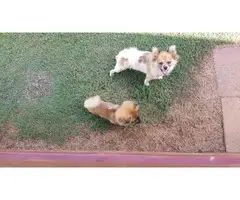 Male Pomeranian puppy looking for his forever home - 5