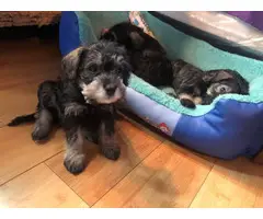 1 girl and 2 boys Miniature Schnauzer puppies