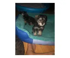 1 girl and 2 boys Miniature Schnauzer puppies - 2