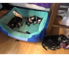 1 girl and 2 boys Miniature Schnauzer puppies - 3