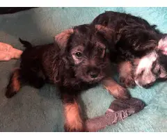 1 girl and 2 boys Miniature Schnauzer puppies - 5
