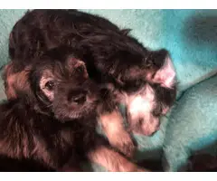 1 girl and 2 boys Miniature Schnauzer puppies - 6