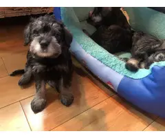 1 girl and 2 boys Miniature Schnauzer puppies - 7