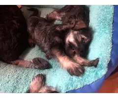 1 girl and 2 boys Miniature Schnauzer puppies - 8