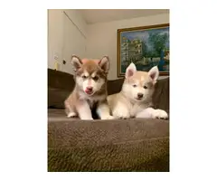 Pure bred Husky Puppies for sale