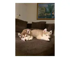Pure bred Husky Puppies for sale - 3