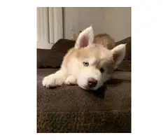 Pure bred Husky Puppies for sale - 5
