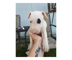 Rehoming eight weeks old bull terrier puppies