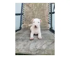 Rehoming eight weeks old bull terrier puppies - 2