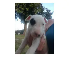 Rehoming eight weeks old bull terrier puppies - 3