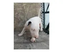 Rehoming eight weeks old bull terrier puppies - 4