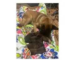 5 males and 1 female CKC Belgian Malinois puppies