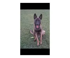 5 males and 1 female CKC Belgian Malinois puppies - 4
