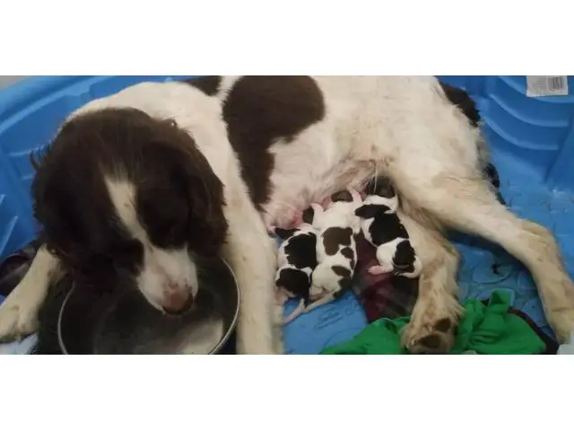 10 English Springer Spaniel puppies for sale - 2/8