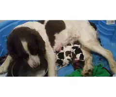 10 English Springer Spaniel puppies for sale - 2