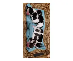 10 English Springer Spaniel puppies for sale - 3