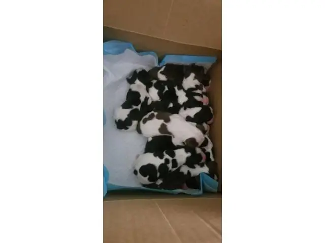 10 English Springer Spaniel puppies for sale - 4/8