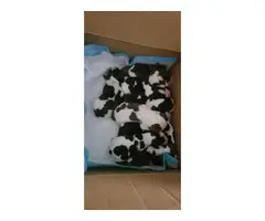 10 English Springer Spaniel puppies for sale - 4