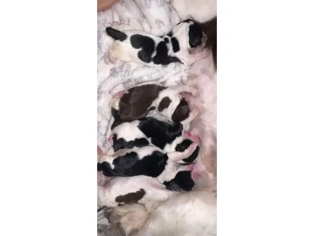 10 English Springer Spaniel puppies for sale - 5/8