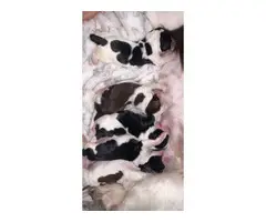 10 English Springer Spaniel puppies for sale - 5