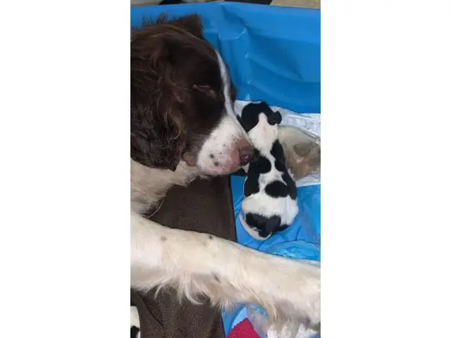 10 English Springer Spaniel puppies for sale - 6/8