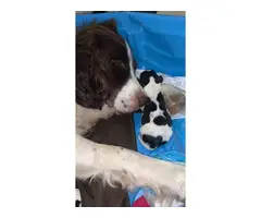 10 English Springer Spaniel puppies for sale - 6