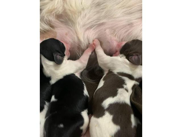 10 English Springer Spaniel puppies for sale in Irving, Texas - Puppies for Sale Near Me