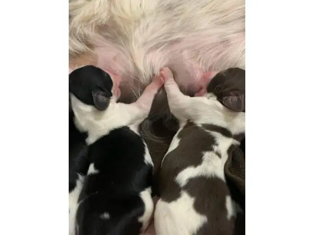10 English Springer Spaniel puppies for sale - 7/8