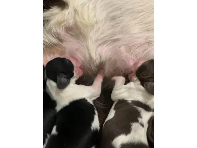 10 English Springer Spaniel puppies for sale - 8/8