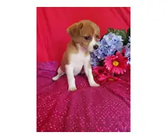 Pretty 9 weeks old Puggle puppies for sale