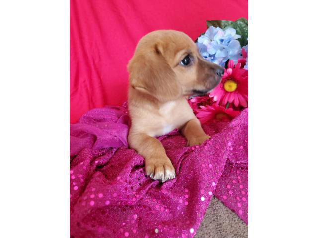 Pretty 9 weeks old Puggle puppies for sale in Kansas City