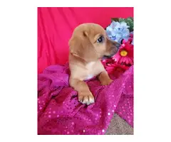 Pretty 9 weeks old Puggle puppies for sale