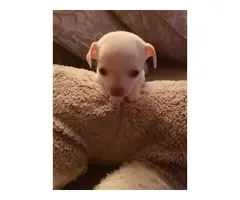 Sweet 2 months old chihuahua pups