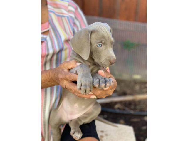 8 Weeks Old Weimaraner Puppies Ready To Go Now In Santa Ana California Puppies For Sale Near Me