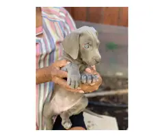 8 weeks old Weimaraner puppies ready to go now