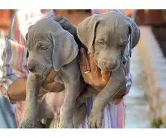 8 weeks old Weimaraner puppies ready to go now - 2