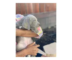 8 weeks old Weimaraner puppies ready to go now - 3