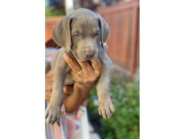 8 weeks old Weimaraner puppies ready to go now in Santa Ana, California