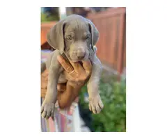 8 weeks old Weimaraner puppies ready to go now - 4